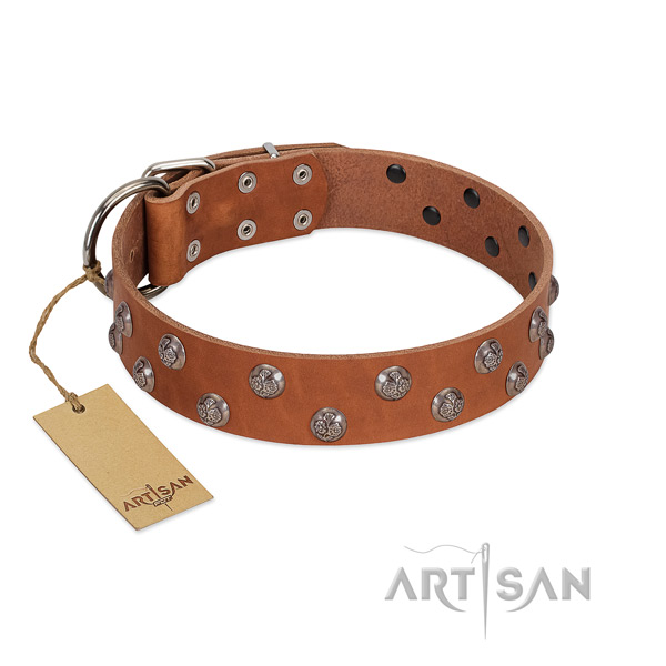 Significant full grain natural leather dog collar with rust resistant fittings