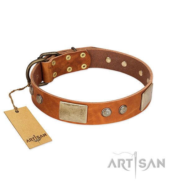 Easy wearing leather dog collar for walking your pet