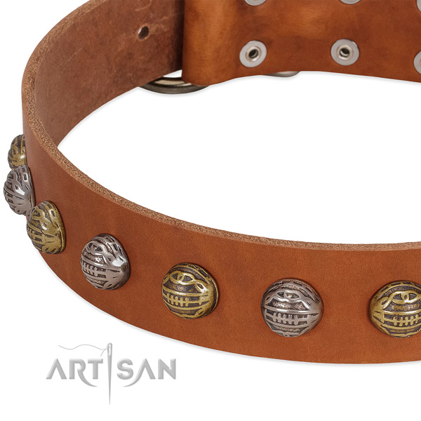 Reliable buckle on full grain natural leather collar for basic training your doggie