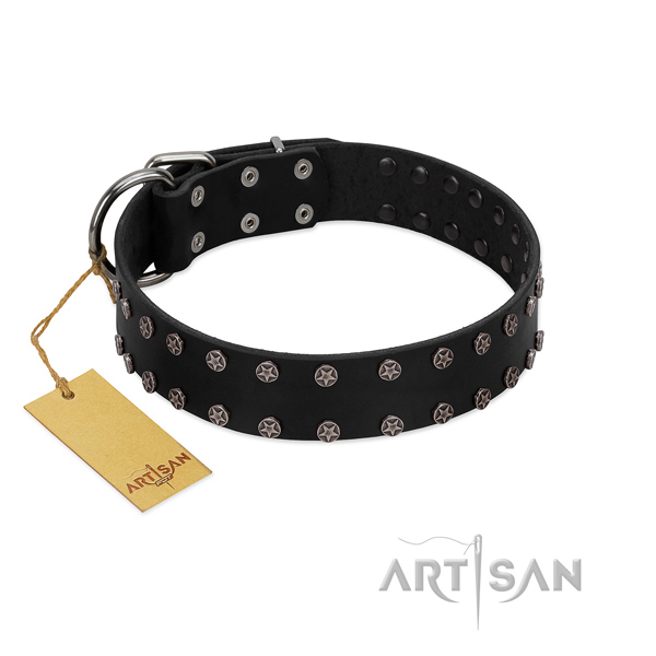 Comfy wearing full grain leather dog collar with awesome adornments
