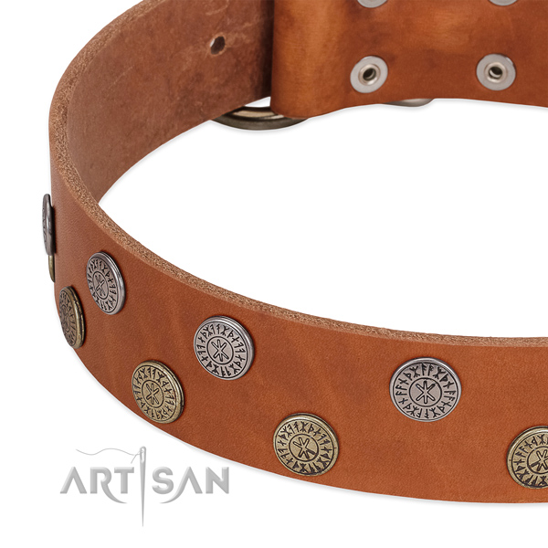 Stunning genuine leather collar for fancy walking your pet