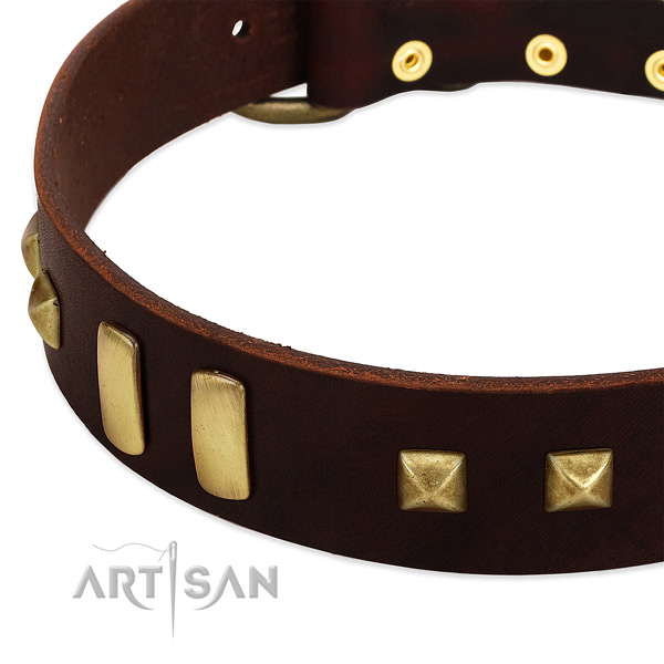 Top notch natural leather dog collar with adornments for everyday walking