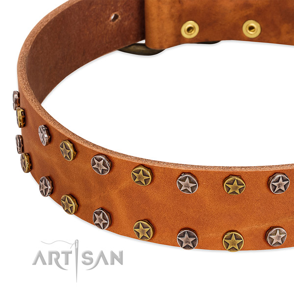 Everyday walking full grain natural leather dog collar with incredible studs
