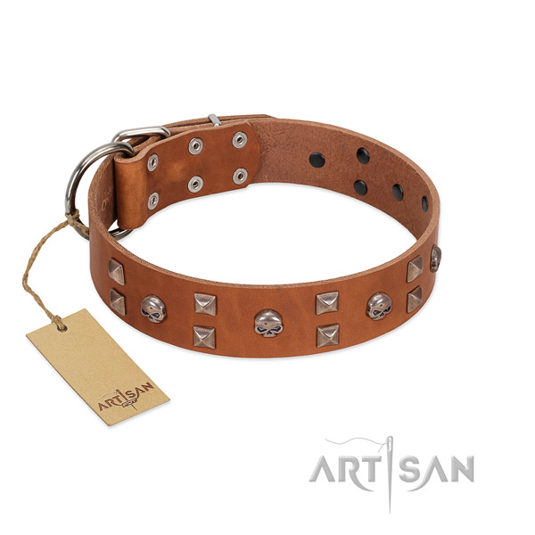 Everyday use dog collar of genuine leather with exceptional adornments