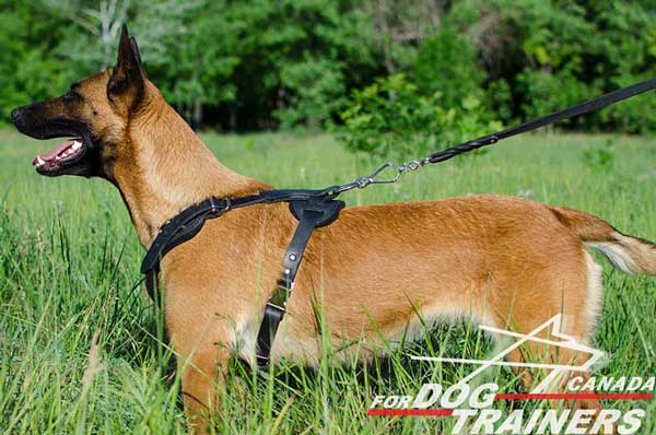 Belgian Malinois Harness with Leather Straps Stitched for Better Durability