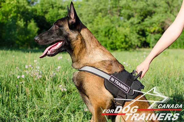 Belgian Malinois Nylon Harness with Handle for Better Control