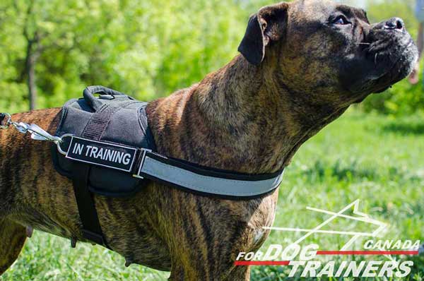Boxer Nylon Harness with Rust-Proof Side D-rings