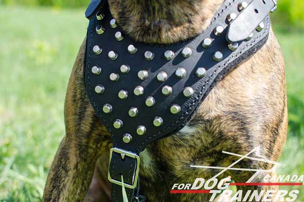 Boxer Harness with Studs and Solid Hardware