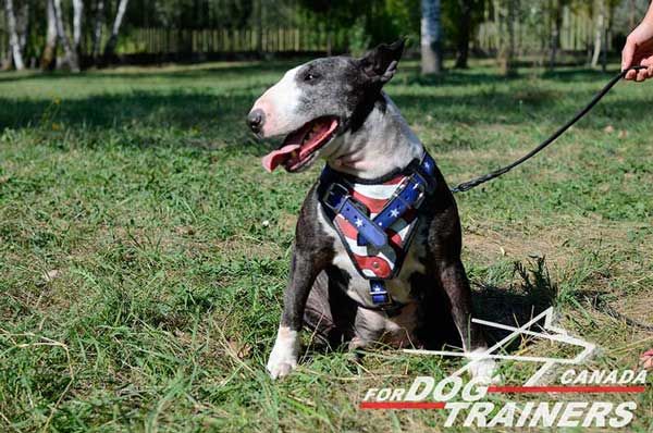 Leather Bull Terrier Harness Adjustable