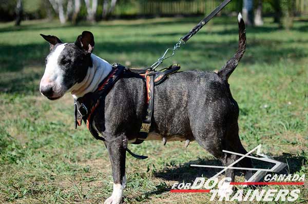 Leather Harness for Bull Terrier Training and Walking