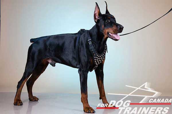 Doberman Harness with Shining Rust Resistant Hardware