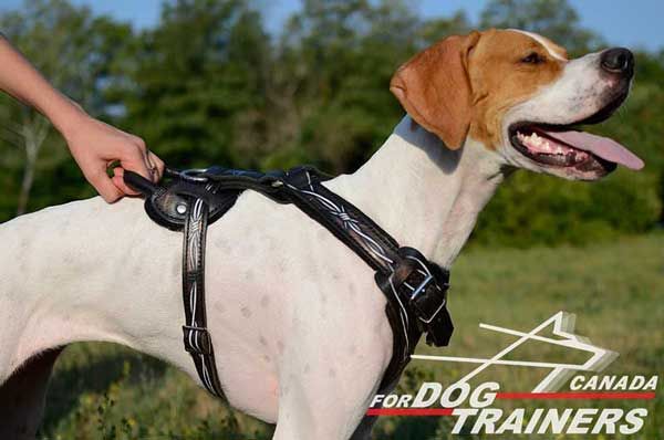 Leather Harness for English Pointer with Handle