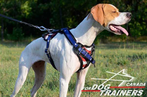 Leather English Pointer Harness for Best Walking