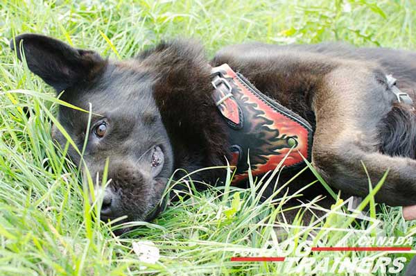 Agitation Leather Harness for German Shepherds