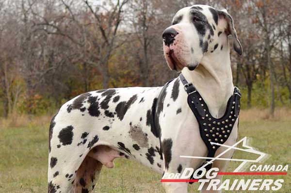 Great Dane Harness with Studded Chest Plate