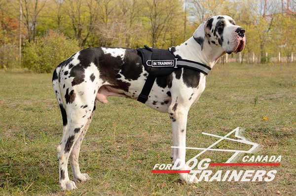 Great Dane Harness with Front Reflective Strap