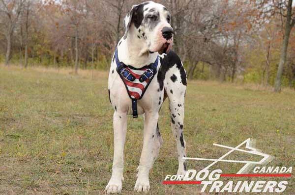 Great Dane Leather  Harness for Walking