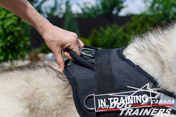 Handle and D-ring Stitched to Back Plate of Siberian Husky Nylon Harness