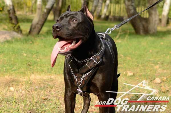 Leather Pit Bull Harness for Walking
