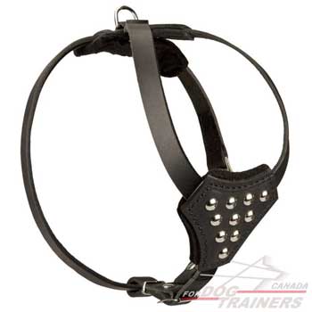 Leather Puppy Harness with Studs