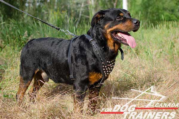 Rottweiler Harness Decorated with Small Riveted Studs