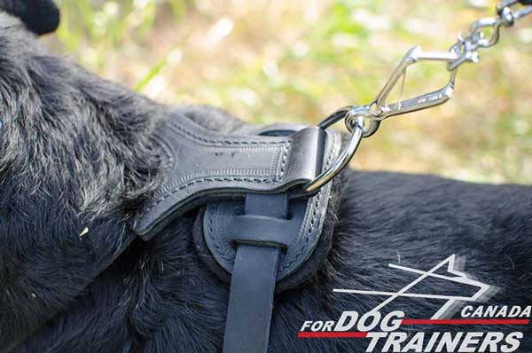 Rottweiler Harness Stitched with Strong Thread