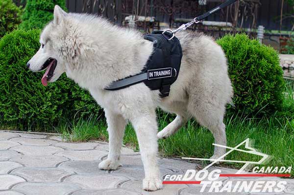 Siberian Husky Nylon Harness for Easy Tracking and Pulling