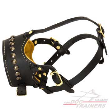 Decorated muzzle for dogs with stylish decoration 