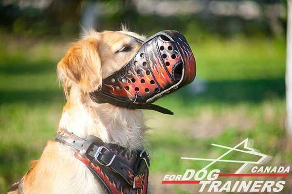 Golden Retriever Leather Muzzle with Fire Flames Painting