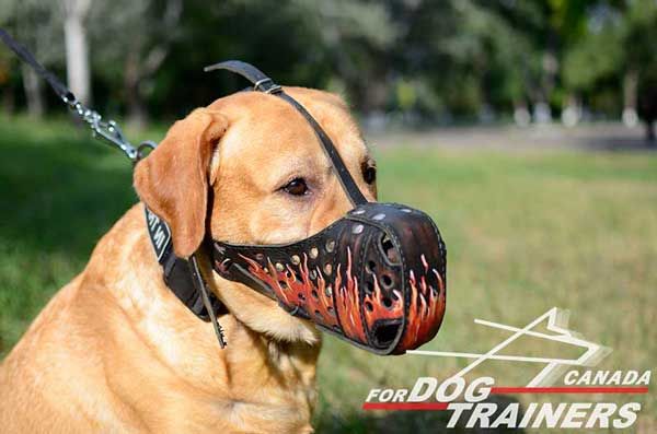 Leather Muzzle for Labrador with Painting