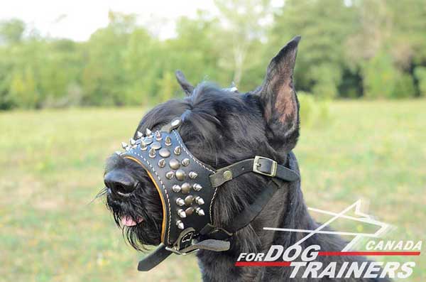 Adjustable Leather Muzzle for Riesenschnauzer